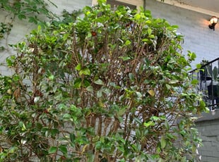 Bush Trimming by Glenda Portillo for Cypress H. in Atlanta, GA