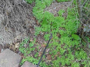 Weeding by Phoeun Phal for Larry S. in Derby, KS