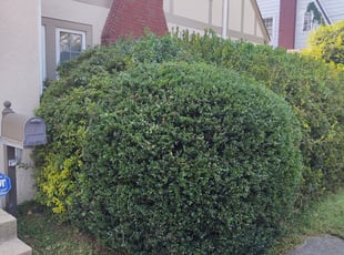 Bush Trimming by Allan Roberts for Antonio P. in Bethesda, MD