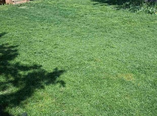 Harold P.'s Lawn Care service result