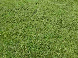 Greg C.'s Lawn Care service result