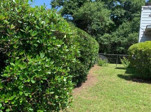 Bush Trimming by Chris Kearse for Elexander B. in Columbus, GA