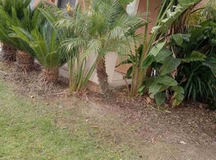 Bush Trimming by Alejandro Herrera for Kyle V. in Murrieta, CA
