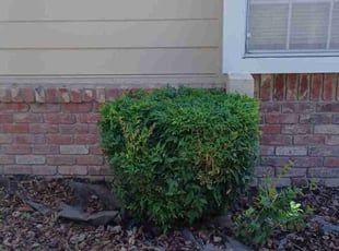 Bush Trimming by Luis Ocampo for Sharon T. in Sacramento, CA