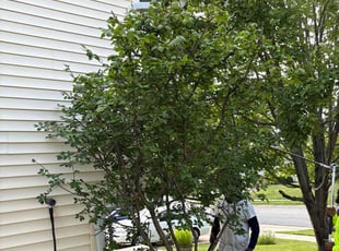 Bush Trimming by Jennifer Rose for Teri W. in Madison, WI