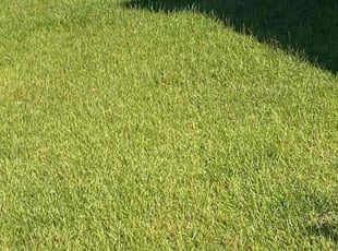 Gene G.'s Grass Cutting service result
