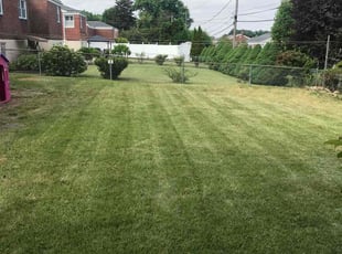 Lesley K.'s Grass Cutting service result