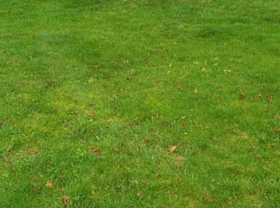 Dave K.'s Lawn Mowing service result