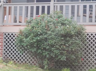 Bush Trimming by Chris Towery for Shanice W. in Loganville, GA