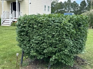Bush Trimming by Derrick Wilson Jr for Dawn C. in Richmond, VA