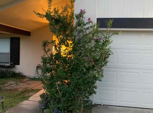 Bush Trimming by Andrew Garza for Jackie E. in San Antonio, TX