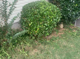 Bush Trimming by Brandon Cummings for Brandon J. in Decatur, GA