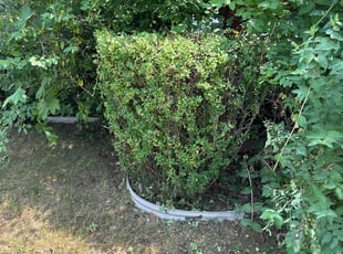 Bush Trimming by Ryan Cooper for Deion D. in Kentwood, MI