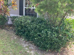 Bush Trimming by Jay Jackson for Cassidy O. in Davenport, FL