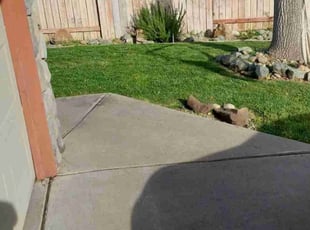 Raymond T.'s Lawn Mowing service result