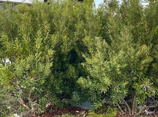 Bush Trimming by Oscar Romo for Samana K. in Leander, TX