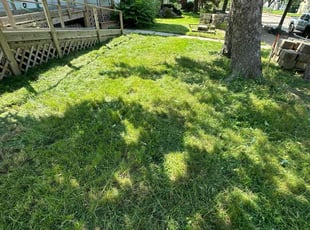 Maxine M.'s Yard Cutting service result