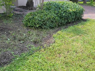 Bush Trimming by Carlos Martinez for maddie k. in Davenport, FL