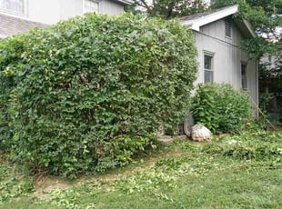 Bush Trimming by Lance Reynolds for Gerald B. in Kansas City, MO