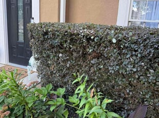Bush Trimming by Ethan Wright for Shante L. in Kennesaw, GA