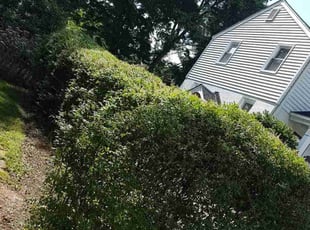 Bush Trimming by Allan Roberts for Denise K M. in Arlington, VA