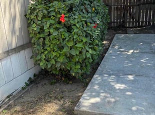 Bush Trimming by David Morgan for Valerie C. in Bakersfield, CA