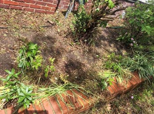 Weeding by Carl Stephans for John F. in Norfolk, VA