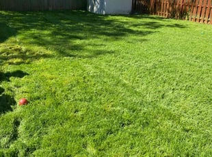 Diane H.'s Grass Cutting service result