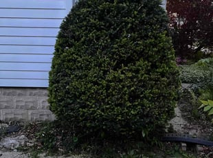 Bush Trimming by Jevonta Johnson for Tod P. in Milwaukee, WI