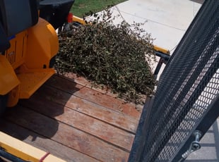 Bush Trimming by Jason Westgor for Alfredo S. in Boerne, TX