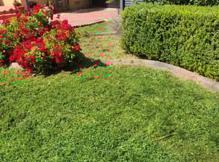 Bush Trimming by Juan Martinez for Tressa W. in Stockton, CA