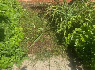 Weeding by Brandon McGee for Kelly G. in Inman, SC