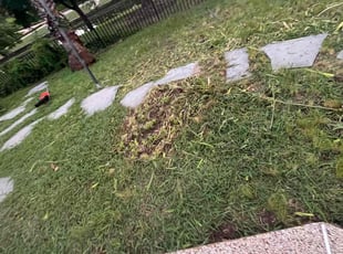 Weeding by Eric Aguirre for Cleveland G. in Irving, TX