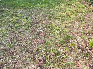 Leaf Removal by Yesenia Machado for Alex P. in Oakdale, NY