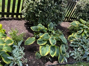 Weeding by Daniel Maldonado for Maureen E. in Charlottesville, VA