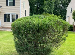 Bush Trimming by Maria Ramos for Reggie S. in Richmond, VA