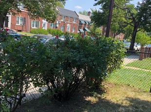 Bush Trimming by Orlando Guevara for Tara D. in Washington, DC