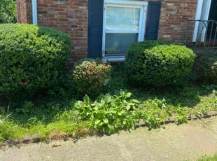 Bush Trimming by Westley West for Thomas H. in Pikesville, MD