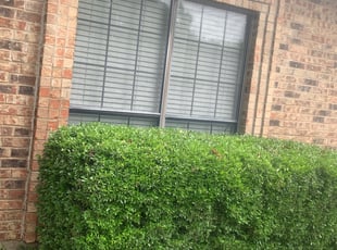 Bush Trimming by Dakota Wood for Amanda K. in Colleyville, TX