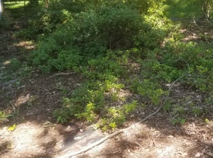 Bush Trimming by Chris Chance for Andrenette G. in Birmingham, AL