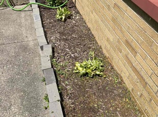 Weeding by Michael Green for Rachel F. in Indianapolis, IN