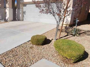 Bush Trimming by Lamont Johnson for Josh H. in Las Vegas, NV