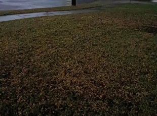 Leaf Removal by Daniel Mora for Diane E. in San Antonio, TX