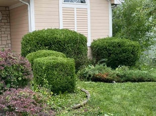 Bush Trimming by Sedrick Wesley for Rick N. in Kansas City, MO