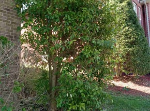 Bush Trimming by Robert Fitzgerald II for Don B. in Nashville, TN