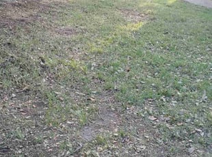 Leaf Removal by Rene Gabriel Ramirez for Abhijeet S. in Round Rock, TX