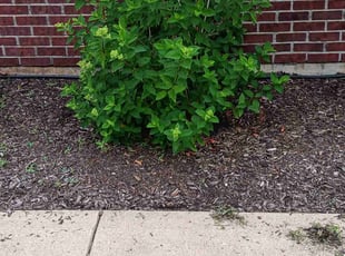 Bush Trimming by Amanda Havens for Sarah C. in Lake Saint Louis, MO