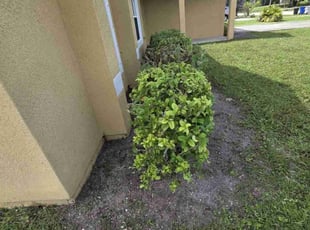 Bush Trimming by Daniel Dorney for Jeannette G. in Vero Beach, FL