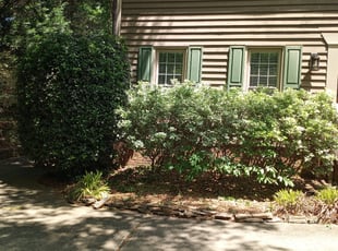 Bush Trimming by Tim Hargett for Evan K. in Charlotte, NC
