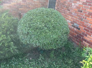 Bush Trimming by Phillip Wilson for Wendy D. in Oklahoma City, OK